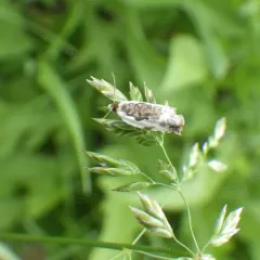 Little Cloud Ancylis Moth thumbnail 1