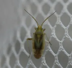 Amblytylus nasutus thumbnail 4
