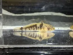 Western Tubenose Goby thumbnail 4