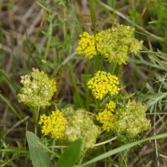 leafy wildparsley thumbnail 2