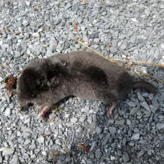 Hairy-tailed Mole thumbnail 4