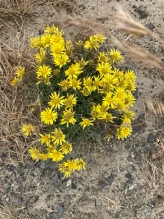 Piper's Daisy thumbnail 4