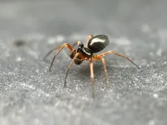 Entelecara acuminata thumbnail 4