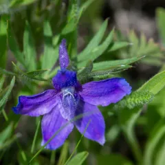 Low Larkspur thumbnail 4