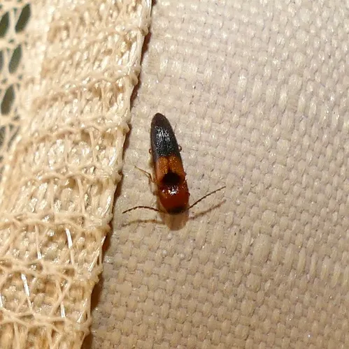 Areolate Click Beetle