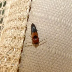 Areolate Click Beetle thumbnail 1