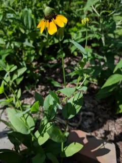 clasping coneflower thumbnail 1
