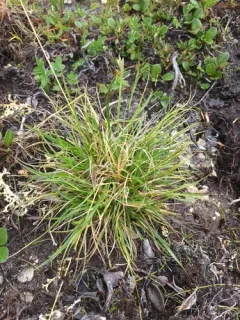 Shortleaved Sedge thumbnail 4