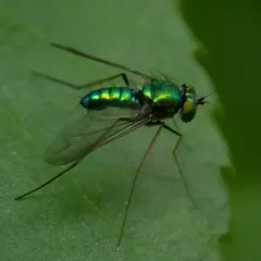 Condylostylus comatus thumbnail 1