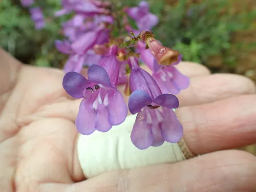 Short Stalk Penstemon