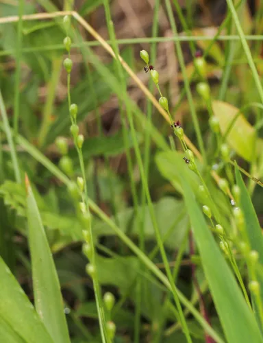 slender panic grass