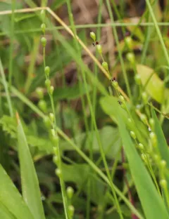slender panic grass thumbnail 1