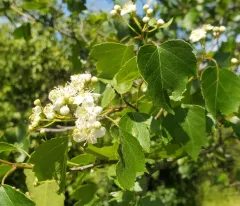 Washington hawthorn thumbnail 4