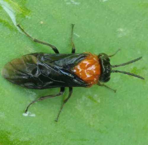 Black-headed Ash Sawfly