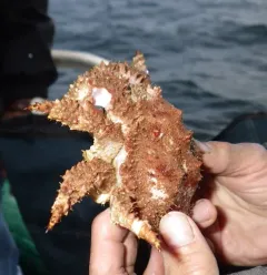 Brown Box Crab thumbnail 3