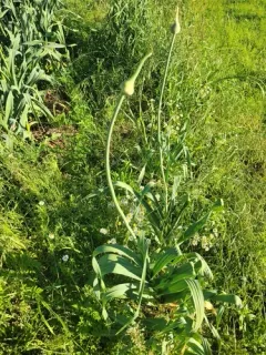 Wild Leek thumbnail 2