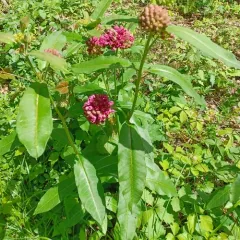 purple milkweed thumbnail 3