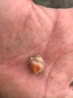 Griffen's isopod thumbnail 3