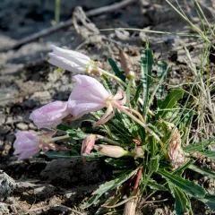fragrant evening primrose thumbnail 2