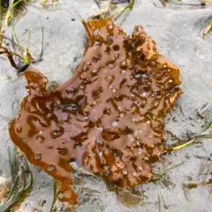 Sieve kelp thumbnail 3