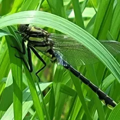 Plains Clubtail thumbnail 2
