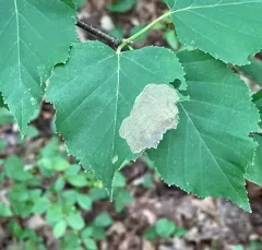 Early Birch Leaf Edgeminer thumbnail 4