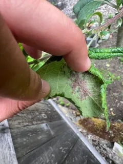 Rosy Apple Aphid thumbnail 2