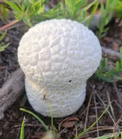 Mosaic puffball thumbnail 2
