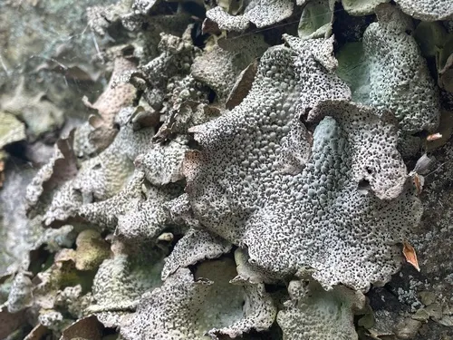 Common Toadskin Lichen