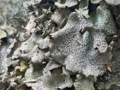 Common Toadskin Lichen thumbnail 1