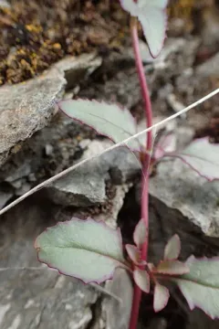 Salmon River Mountains Penstemon thumbnail 1