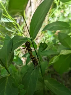 Hornet Moth thumbnail 2