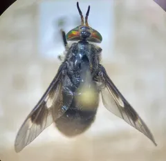 Benign Deer Fly thumbnail 4
