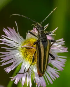 Stenocorus vittiger thumbnail 3