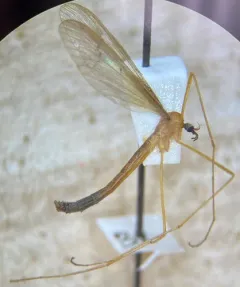 Tricyphona inconstans thumbnail 4