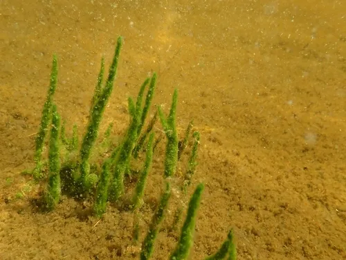 River Sponge