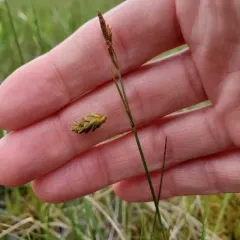 mud sedge thumbnail 4