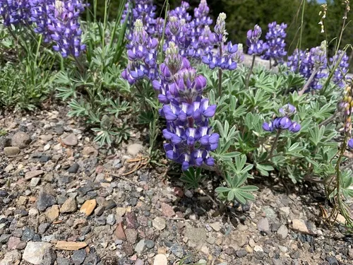 Lupinus evermannii