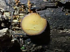 Elaiopezia waltersii thumbnail 2