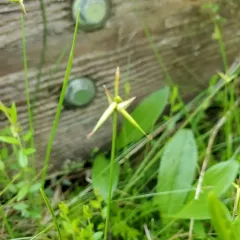 few-flowered sedge thumbnail 3