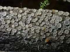 Orbilia epipora thumbnail 2