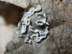 Angioridium sinuosum thumbnail 3