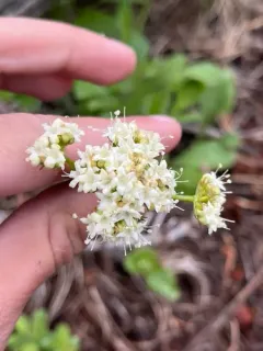 California valerian thumbnail 1