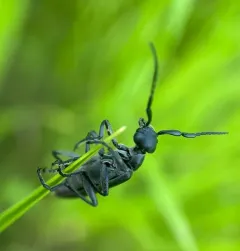 Caragana Blister Beetle thumbnail 2