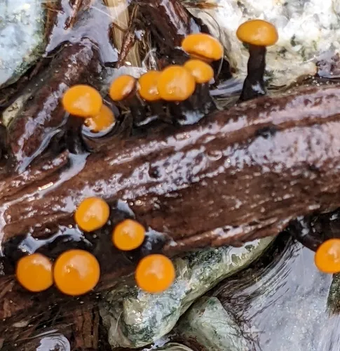 water club mushroom