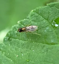 Psila collaris thumbnail 2