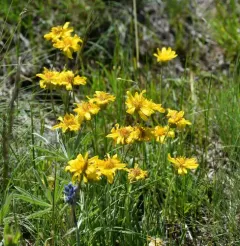 Woolly Mock Goldenweed thumbnail 2