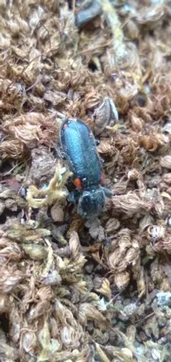 Psoa maculata thumbnail 3