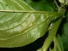 Calycomyza cynoglossi thumbnail 1