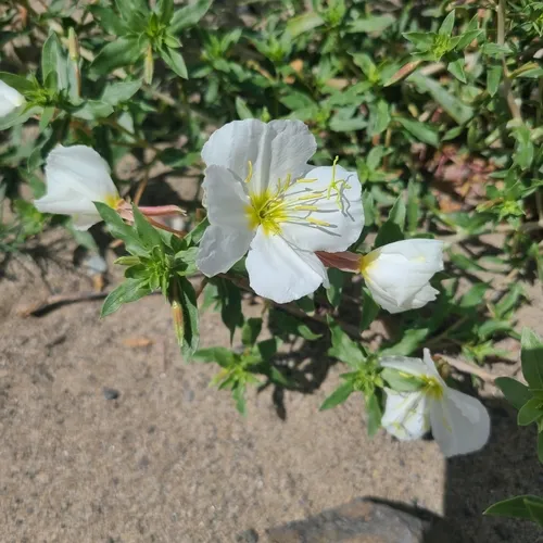 Pale Evening Primrose